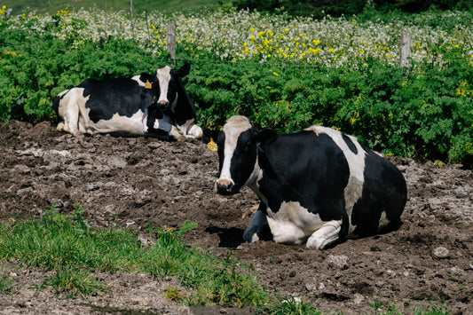 Was beudeutet eigentlich Nachhaltig bei der Tierzucht? | Dein-Landmetzger.de