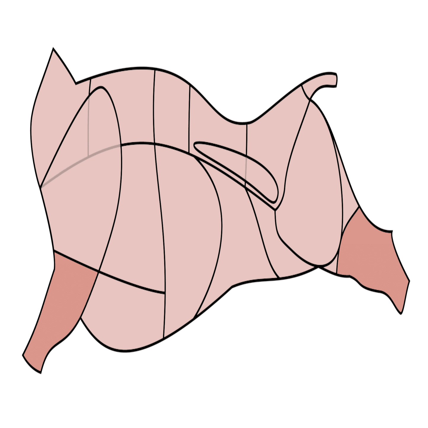 Bio Beinscheibe - Dein-Landmetzger.de
