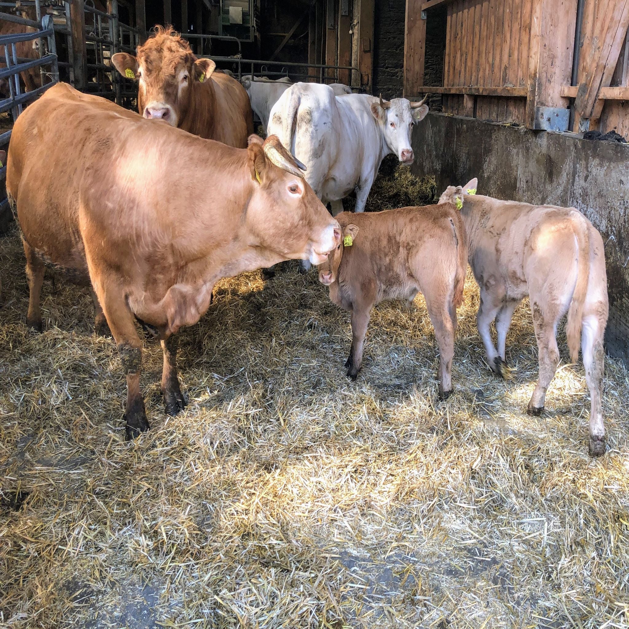 Von welcher Rinderrasse stammt eigentlich unser Rindfleisch? – Dein ...