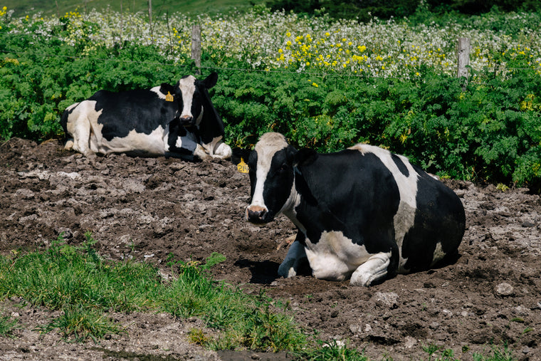 Was beudeutet eigentlich Nachhaltig bei der Tierzucht? | Dein-Landmetzger.de