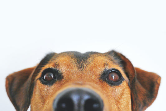 Hund beim Thema BARF und Rohfütterung – Wissensartikel von Dein-Landmetzger.de